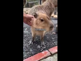 capybara